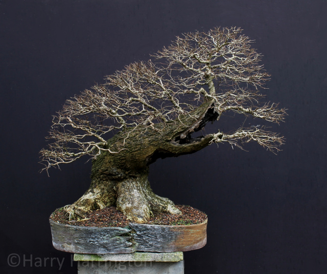 elm bonsai